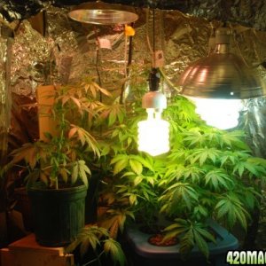 cheap grow room