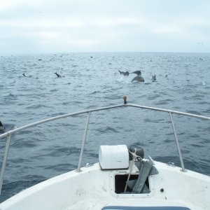 420_Fishing_Catalina_Island_573