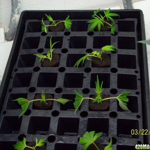 NL clones