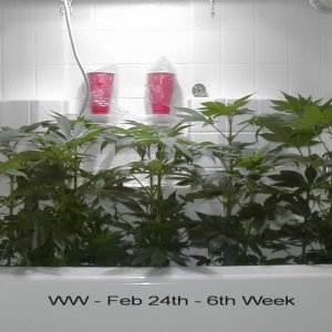 WW Winter Grow