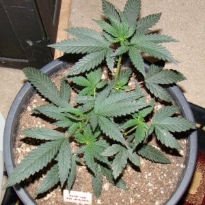 OG Kush clone