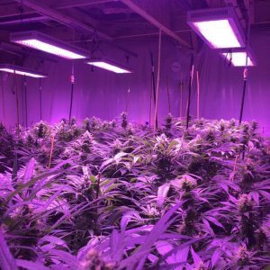 Lush LED Grown Photos