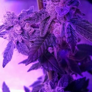 Lush LED Grown Photos