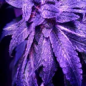 Lush LED Grown Photos