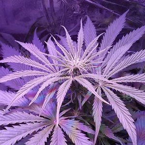 Lush LED Grown Photos