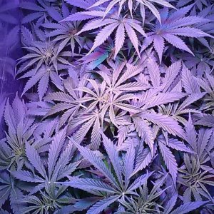 Lush LED Grown Photos