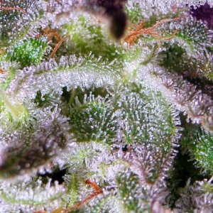 Lush LED Grown Photos