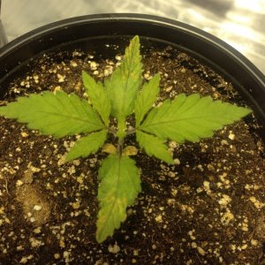 please help first time grower