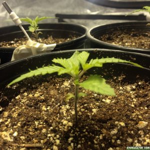 please help first time grower