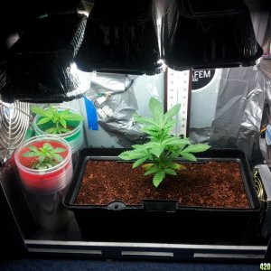 PC Grow Box