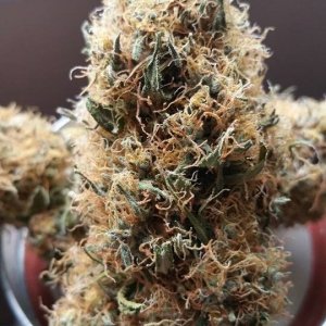 Lush LED Grown Photos