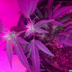 high brix led flowering