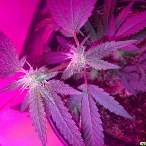 high brix led flowering