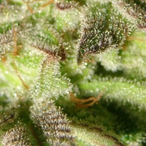 Lush LED Grown Photos