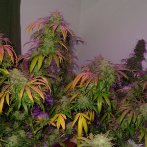 Lush LED Grown Photos