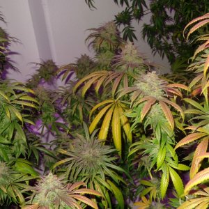 Lush LED Grown Photos