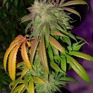 Lush LED Grown Photos