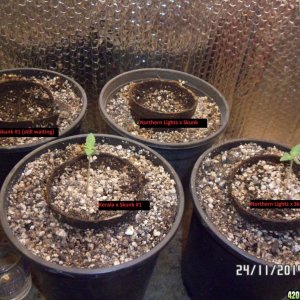 24 November Seedlings!