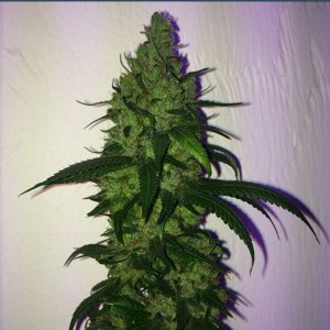 Lush LED Grown Photos