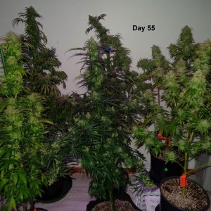 Lush LED Grown Photos