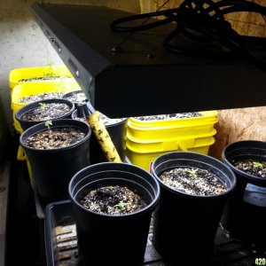 seedlings and clones