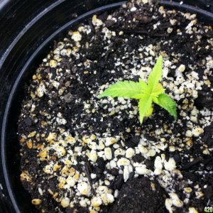 seedlings and clones