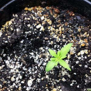 seedlings and clones