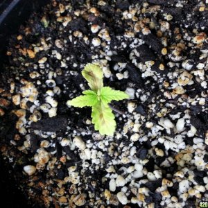 seedlings and clones