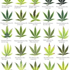 cannabis_leaf-deficiencies3115