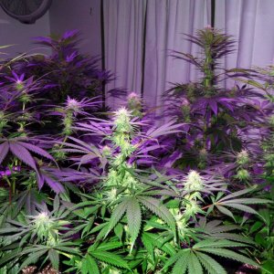 Lush LED Grown Photos