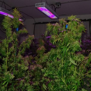 Lush LED Grown Photos