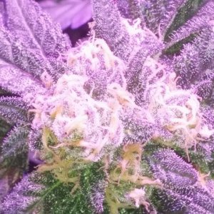 Lush LED Grown Photos