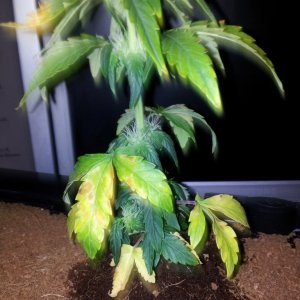 Auto Blueberry - Problems?