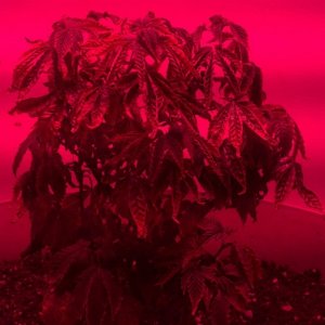 Antics Big Bang LED Grow