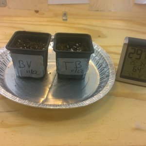 Germination - Seedling