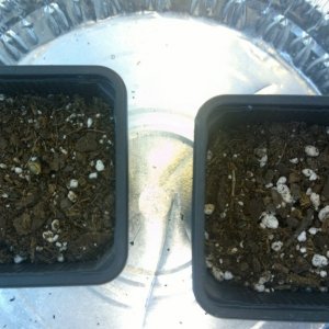 Germination - Seedling