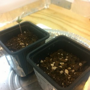 Germination - Seedling