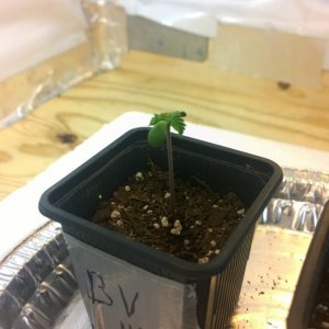 Germination - Seedling