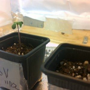 Germination - Seedling