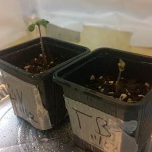 Germination - Seedling