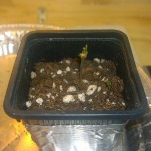 Germination - Seedling