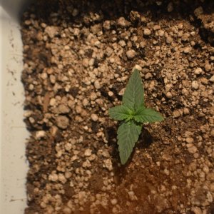 1st grow