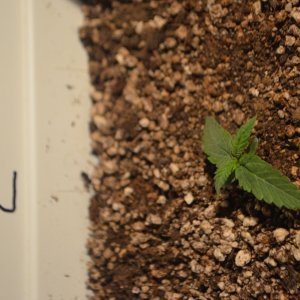 1st grow