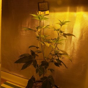 random pics from previous grow