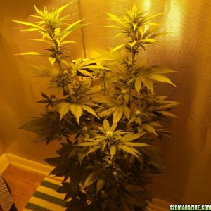 random pics from previous grow