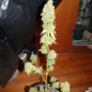 random pics from previous grow