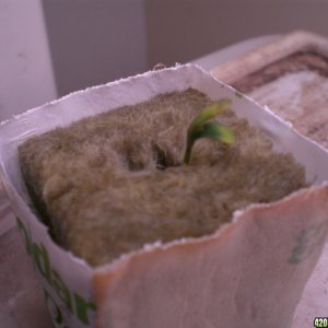 Strawberry Cough Seedling Day 3