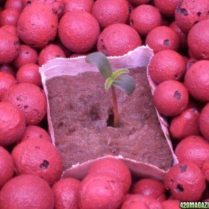 Strawberry Cough Seedling Day 4