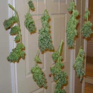 Master Kush Harvest 19