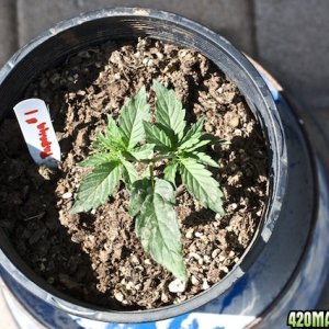 Papaya 1 Top 2 Weeks Old